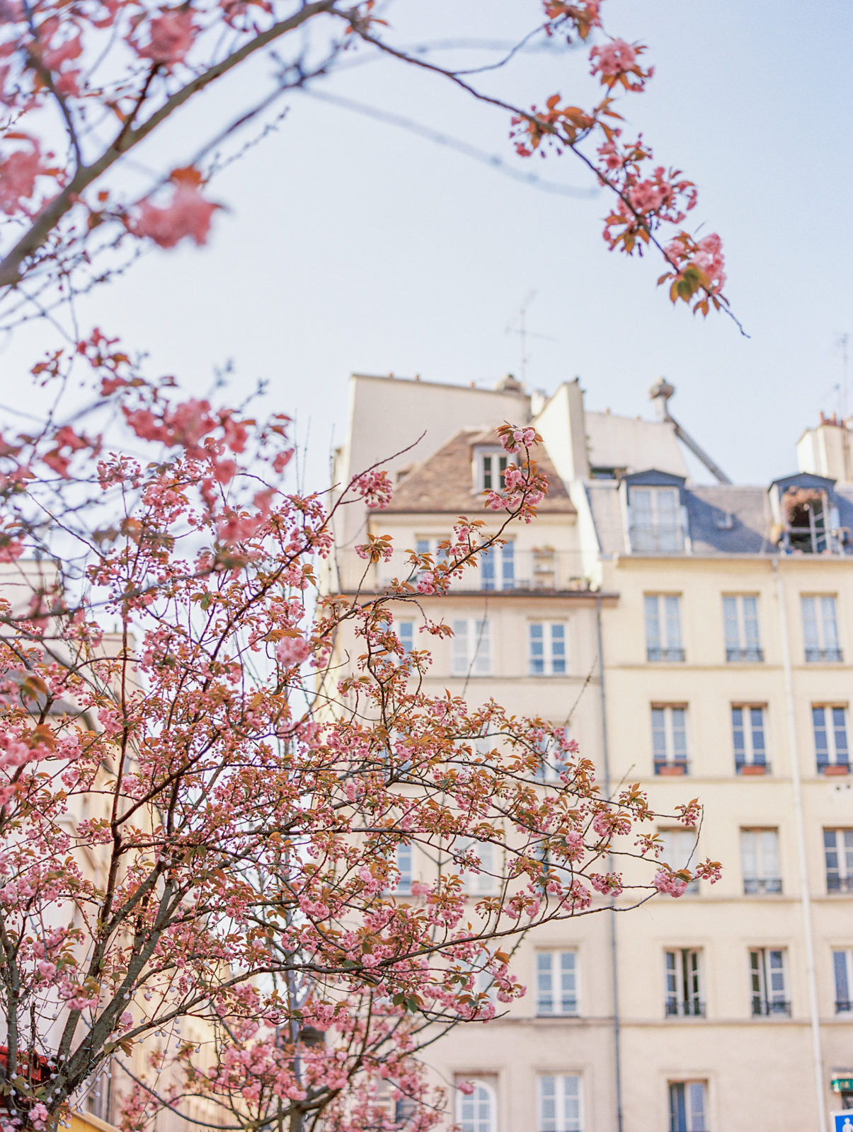 Pink blossoming tree in Paris Latin Quarter