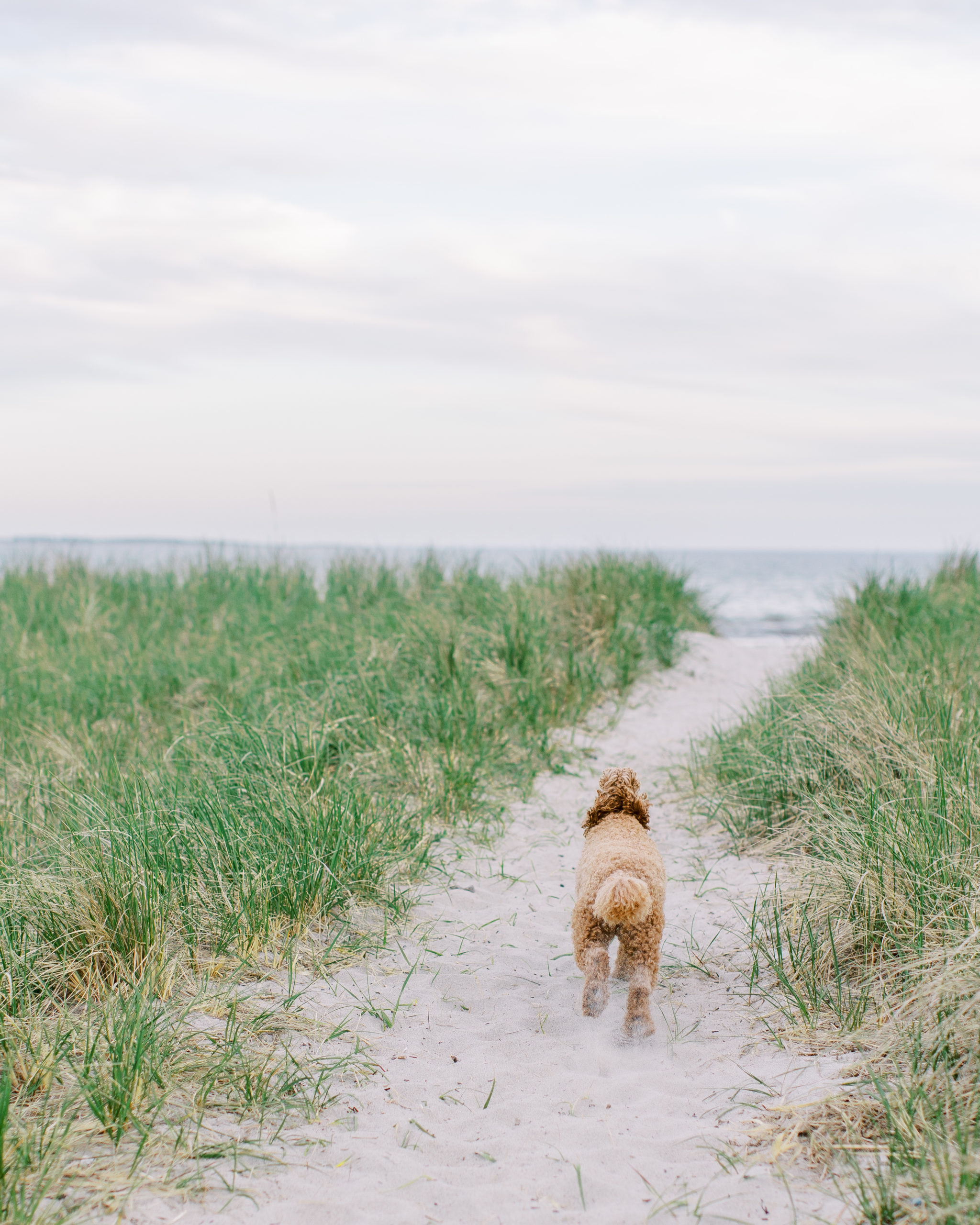 Dog runs on grassy beach dunes toward ocean on dune pathway 