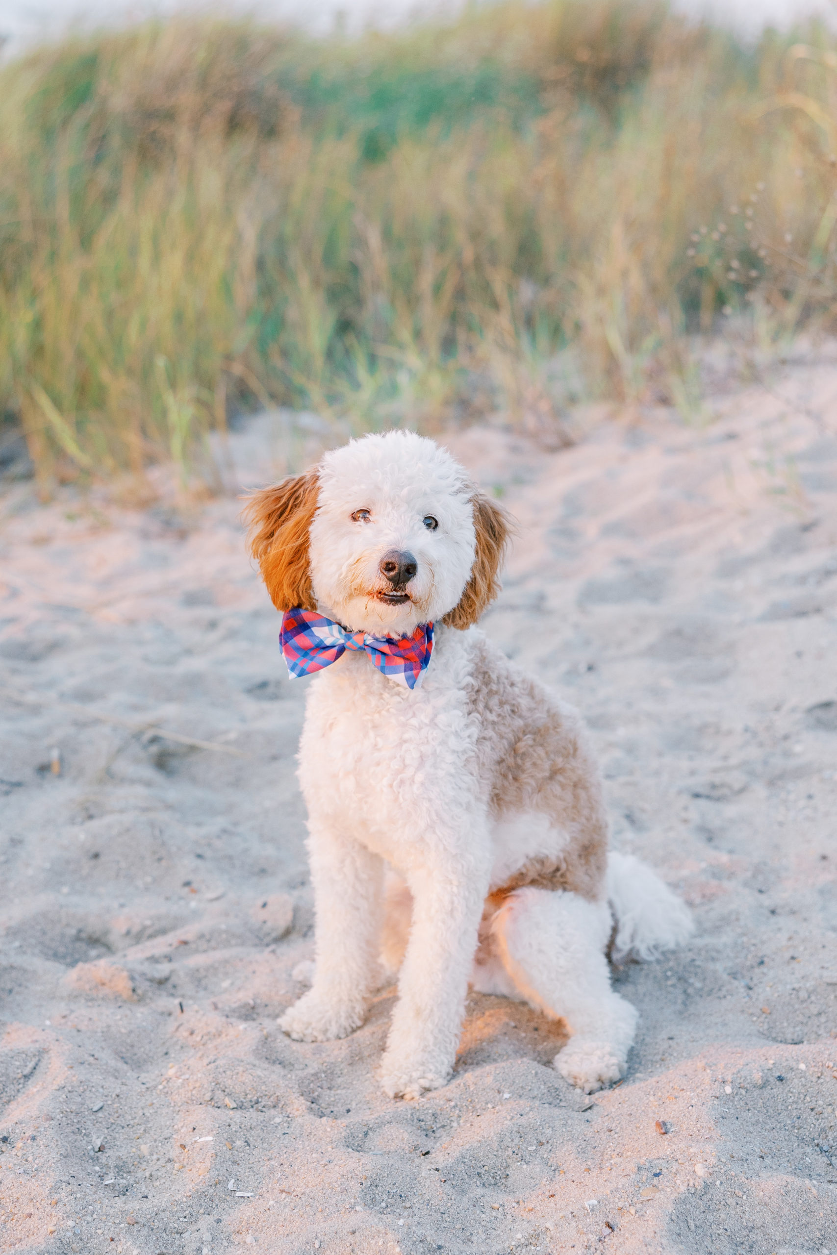 White and brown dog poses on the sand wearing a bowtie for Summer Lewes Engagement Session
