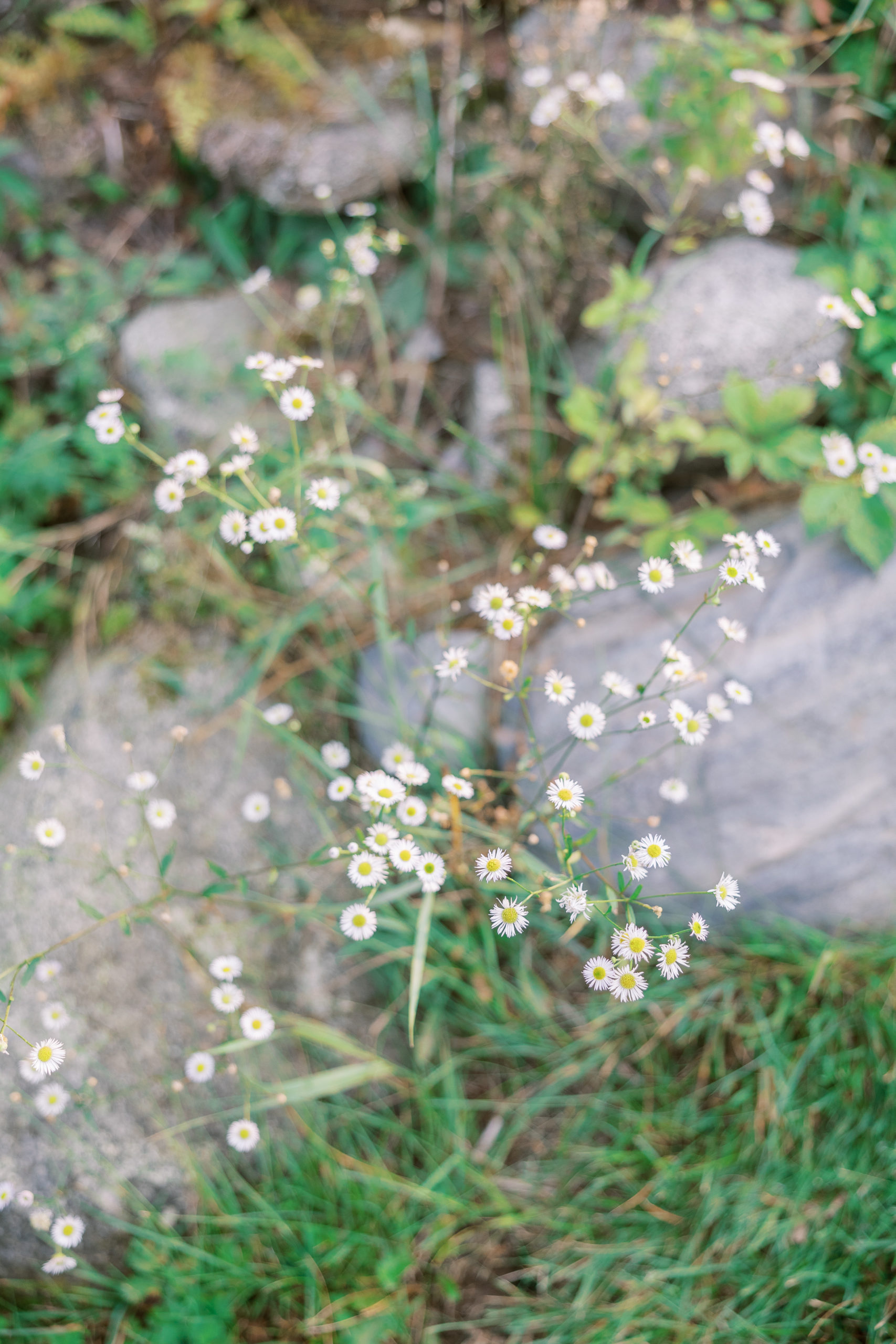 Small white flowers growing and rocks