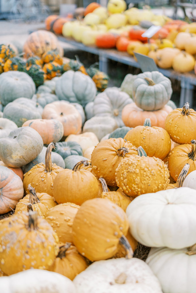 Assortment of white, yellow, and green pumpkin and squash 