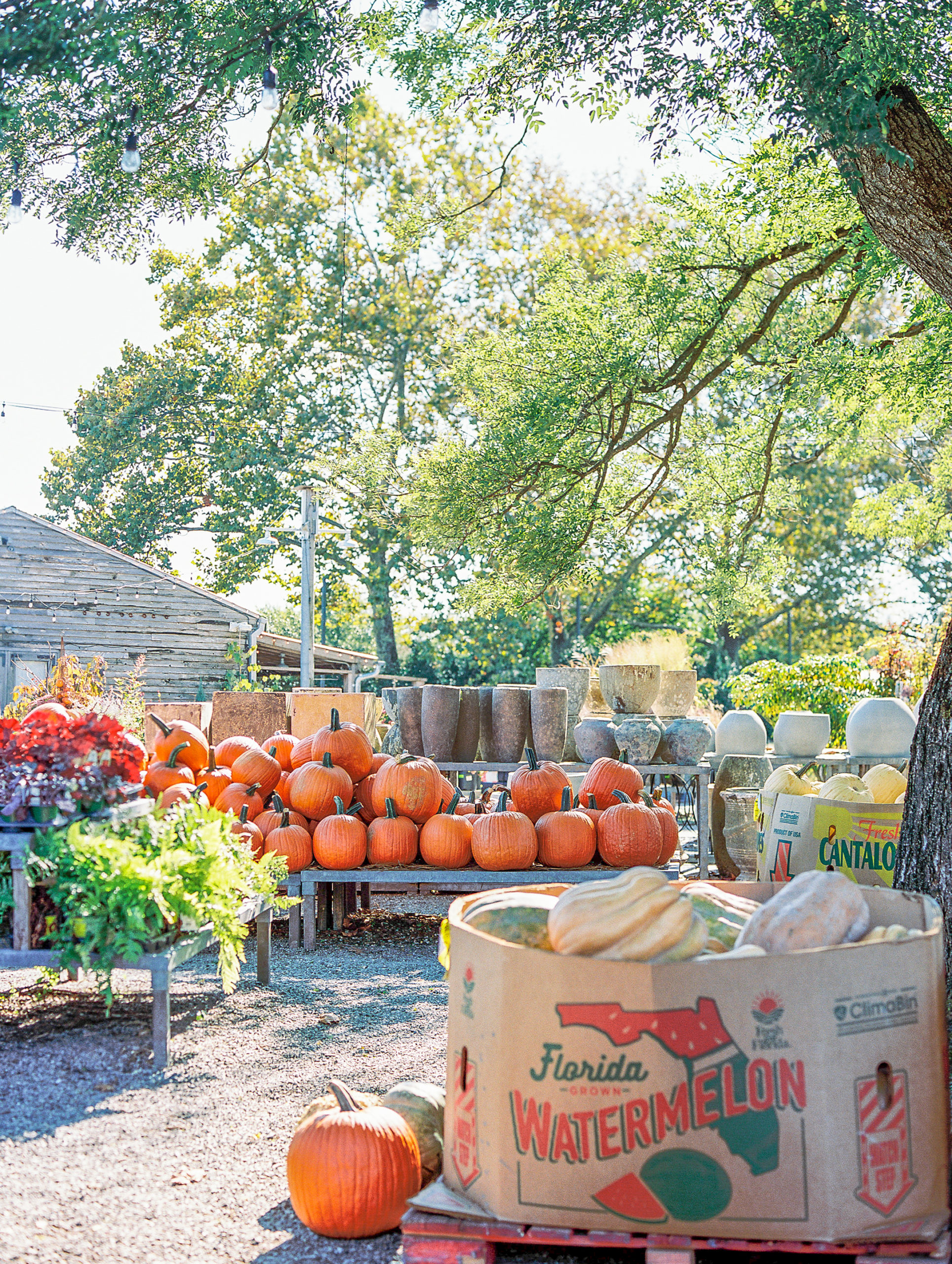 Terrain's outdoor shop of pumpkins. squash, and planters for Terrain at Styer's Wedding