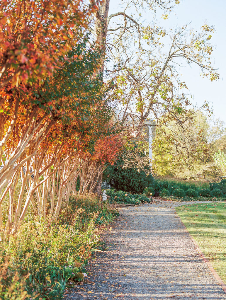 Pathway lined by orange leaf trees in the fall 