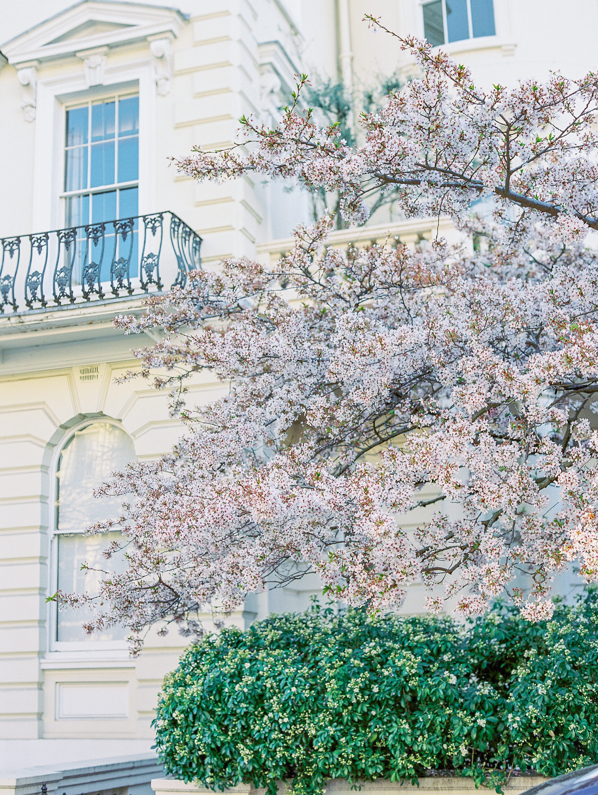 Spring in London Travel Blog by Destination Wedding Photographer Katie Trauffer - Notting Hill blooming pink trees