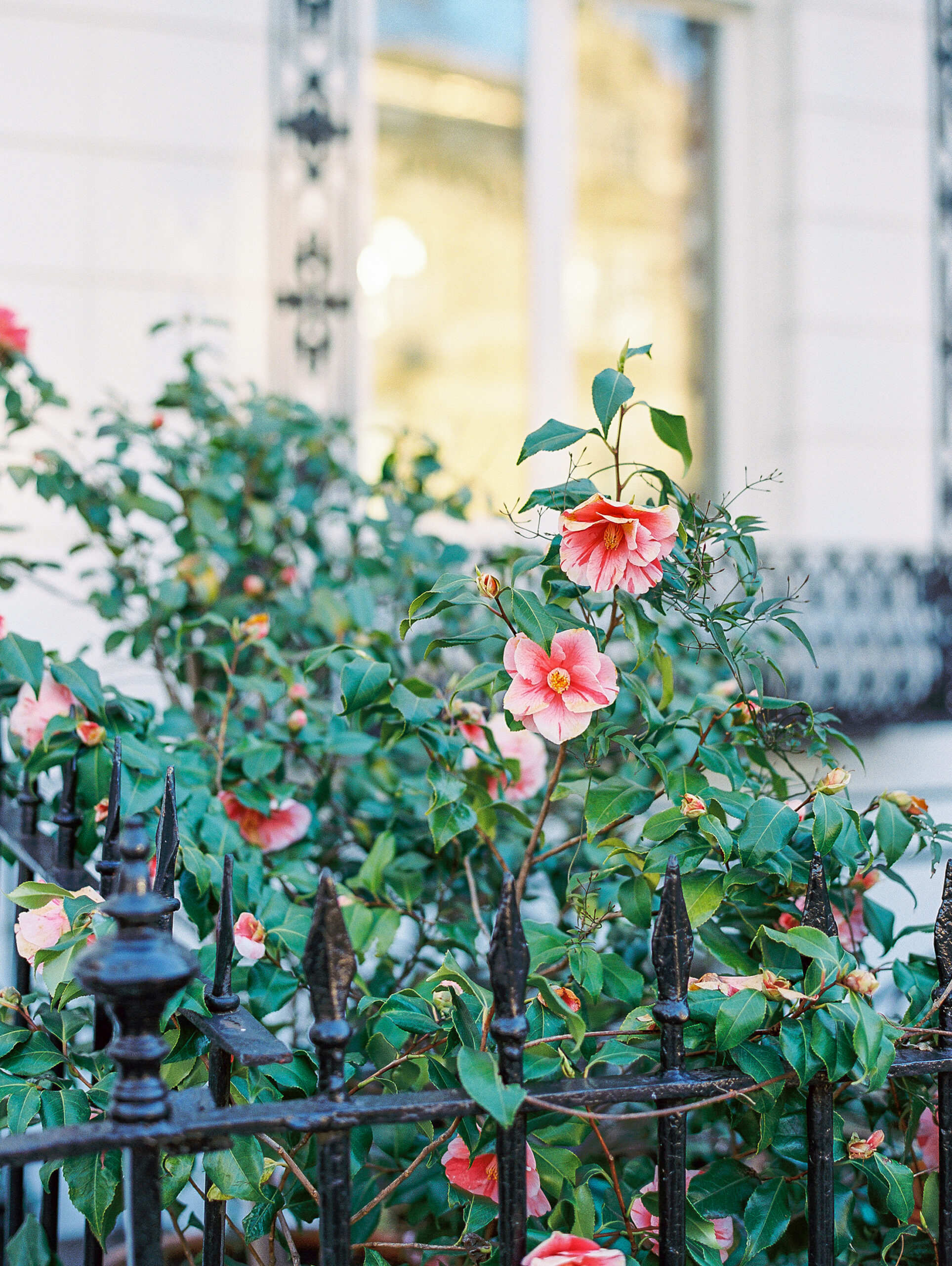 Spring in London Travel Blog by Destination Wedding Photographer Katie Trauffer - flowers growing on iron gate in London