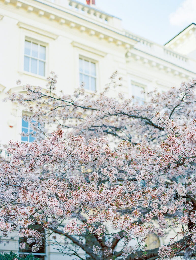 Spring in London Travel Blog by Destination Wedding Photographer Katie Trauffer - Notting Hill blooming trees