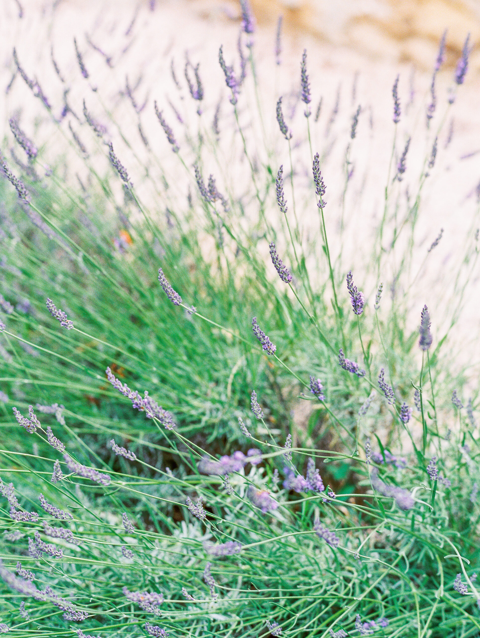 summer in provence lavender blooms
