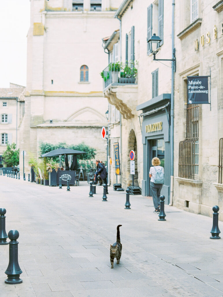 grey cat walks down street of small town in south of france