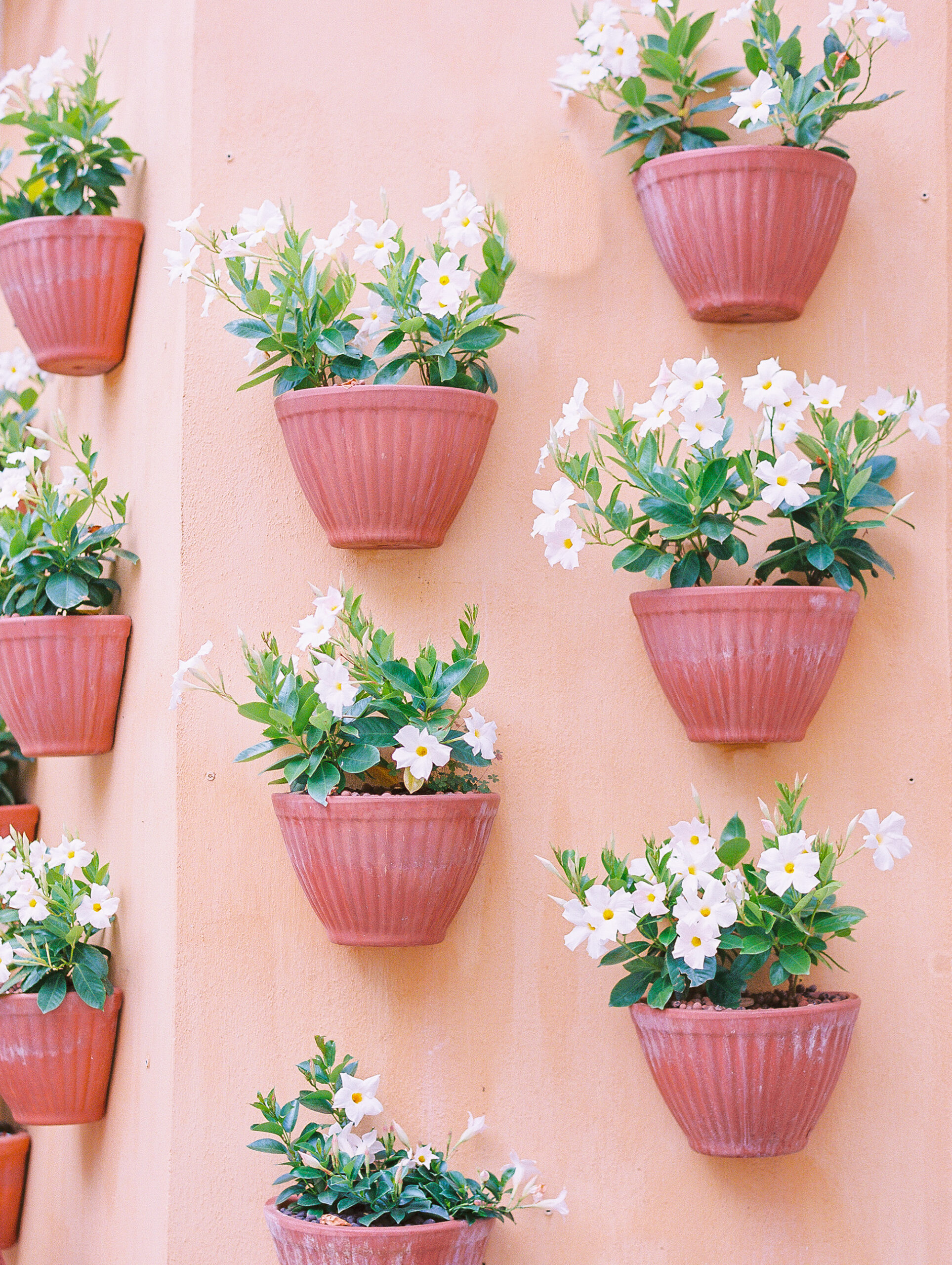 summer in provence flowers in wall mounted pink pots