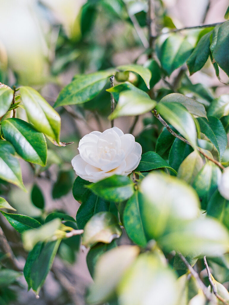 camellia flower at luxury charleston wedding