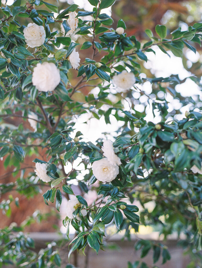 camellia tree at luxury charleston wedding