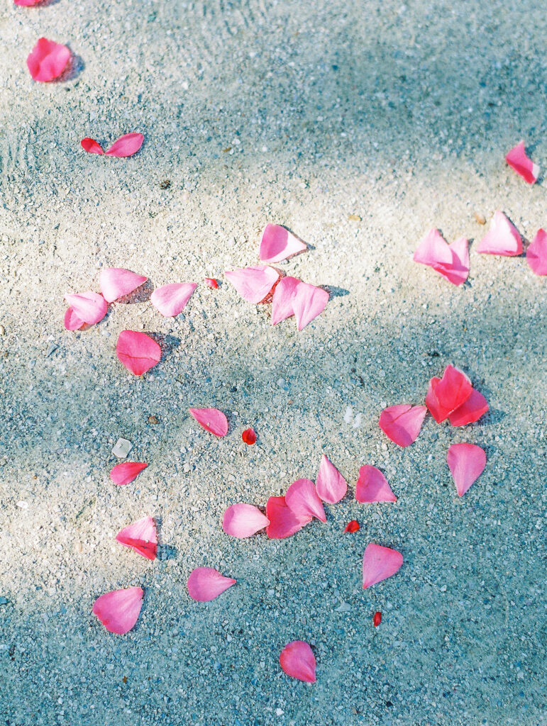 camellia petals in dappled sunlight
