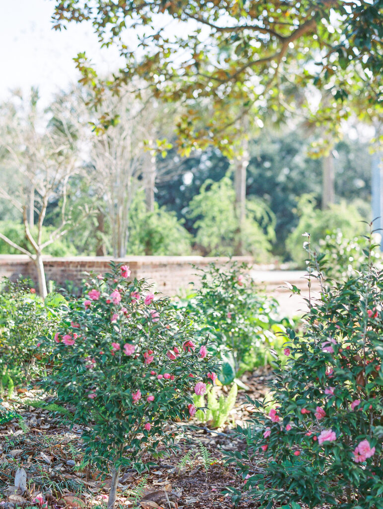 rose bushes in bloom in Charleston park