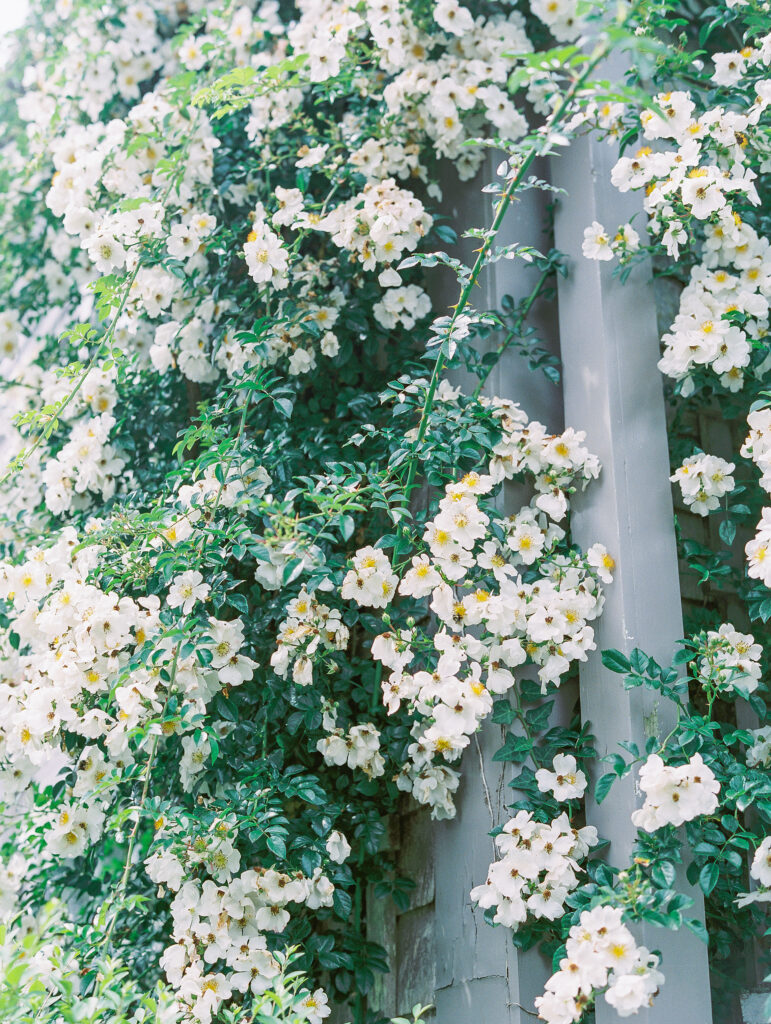 white climbing flowers