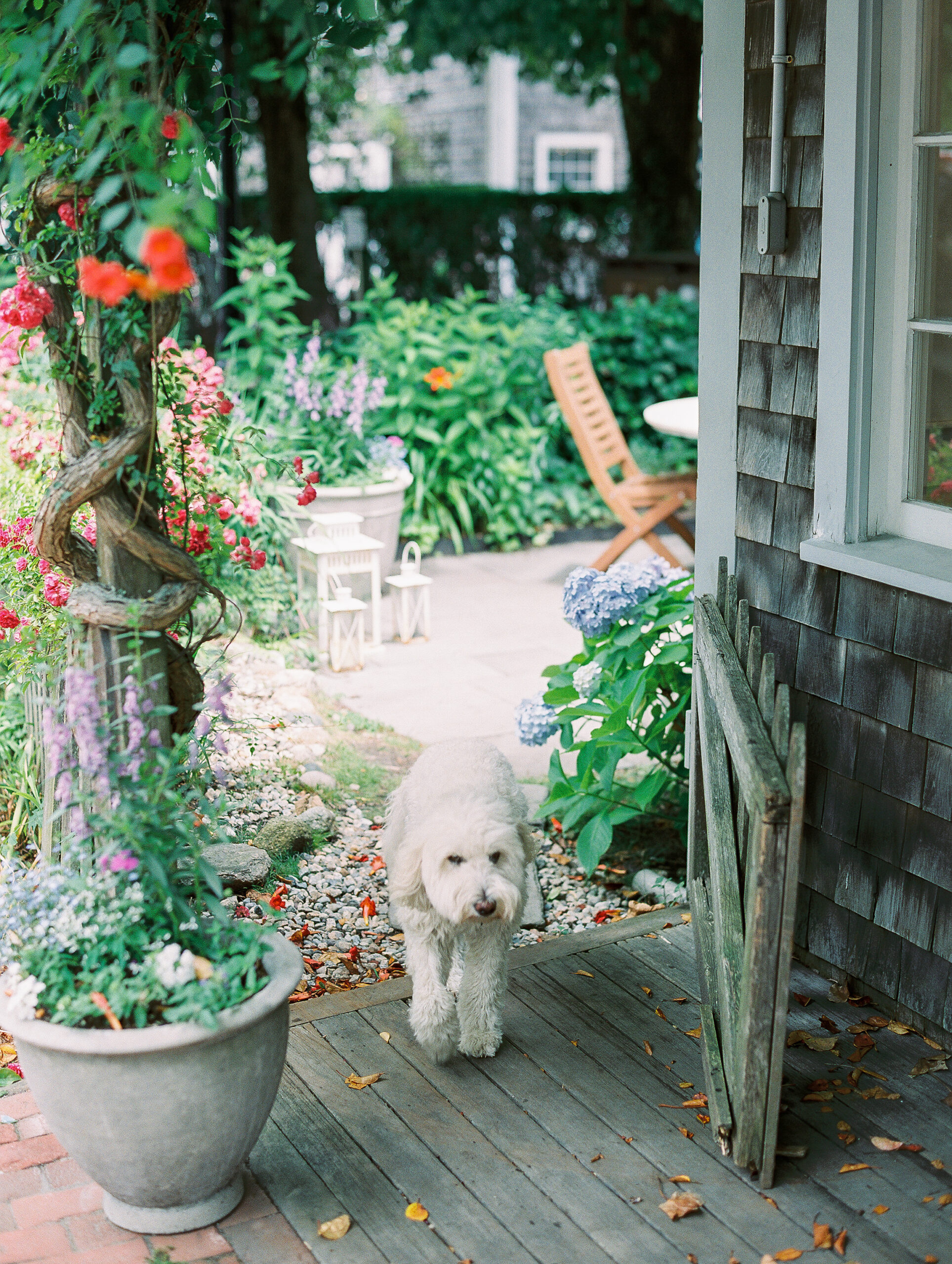 white fluffy dog in flower filled garden