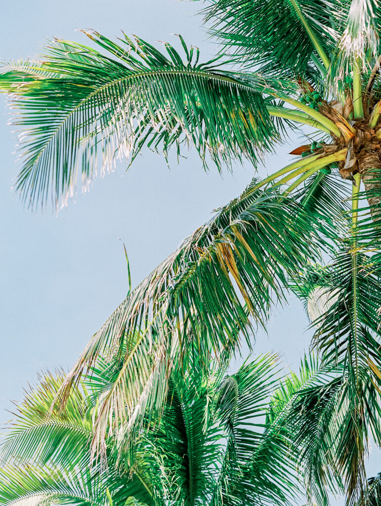 Florida palm trees photographed on film